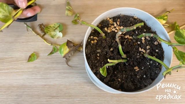 Спасаем сциндапсус!!!