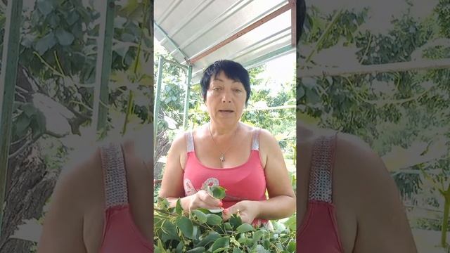 Липа.Полезные свойства.Интересные факты о липе.#липа #лечебныерастения