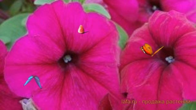 Петуния мультифлора Мамбо Джи Пи Бургунди ? обзор: как сажать, семена петунии Мамбо Джи Пи Бургунди смотреть онлайн