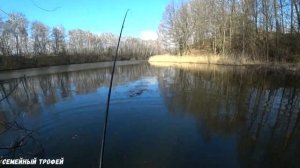Ловля окуня весной. Преднерестовый клев окуня. Каролинская оснастка.