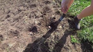 Удобрение для картошки, отличный урожай каждый год