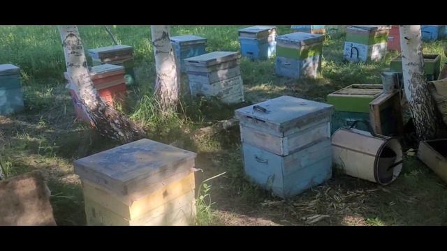 Шикарный мед с акации. Первый медосбор 2022г. смотреть онлайн