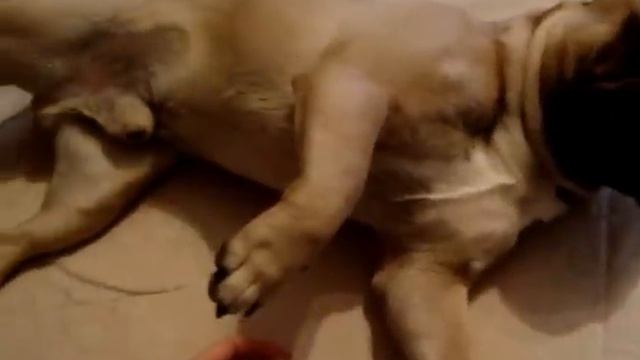 Французский бульдог Цезарь) смотреть онлайн