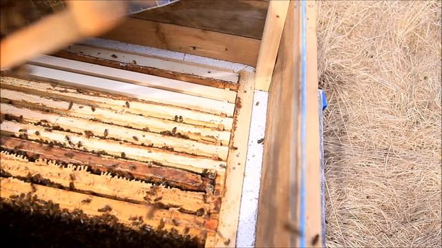 Впервые работаю с пчелками. смотреть онлайн