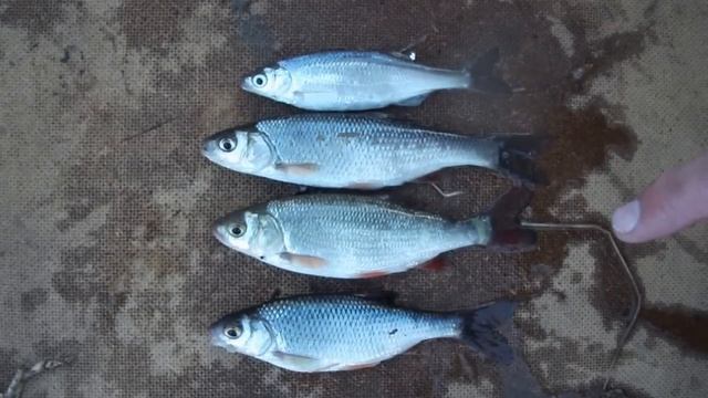 Белая рыба (с верху в низ): Уклейка, Елец, Язь, Плотва смотреть онлайн