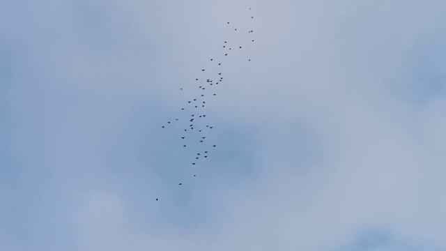 хороший ветерок. после двух часов полета трое не сели стемнело. смотреть онлайн