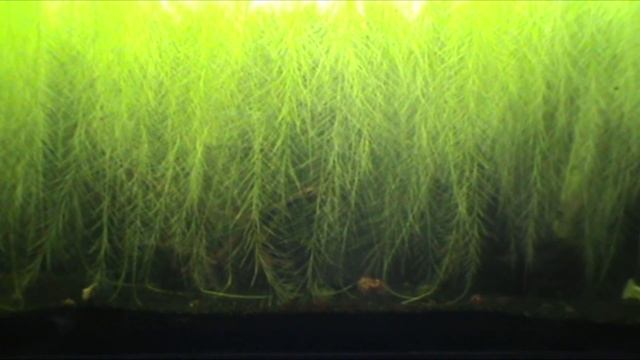 Pistia Stratiotes - Su Marulu смотреть онлайн