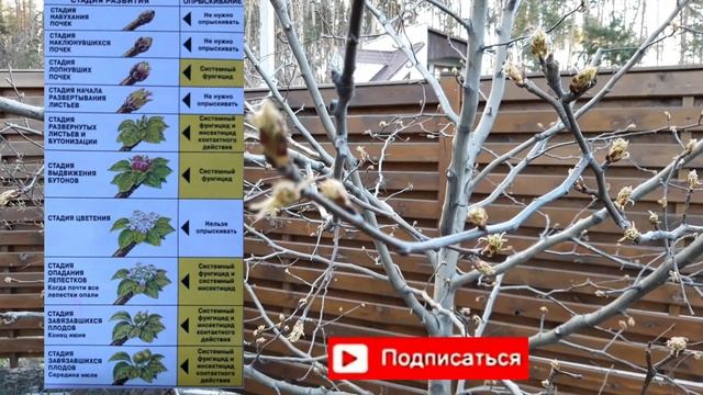 2 обработка сада весной.Напоминание.Препараты Строби+Актара.Дача.Сад.Профилактика болезней сада. смотреть онлайн