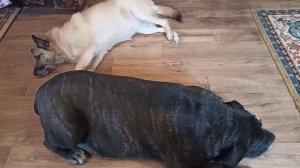 Говорят,  что эти 5 звуков сведут собаку с "ума". Как поведут себя собаки?