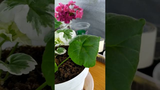 Спорты у пеларгоний смотреть онлайн