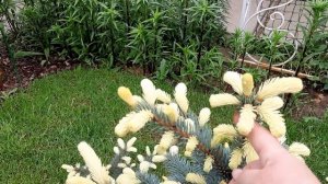 Ель с белыми лапками Белобок. Ель плакучая Блюз.