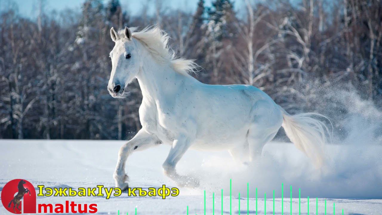 IэжьакIуэ къафэ [Amaltus] смотреть онлайн