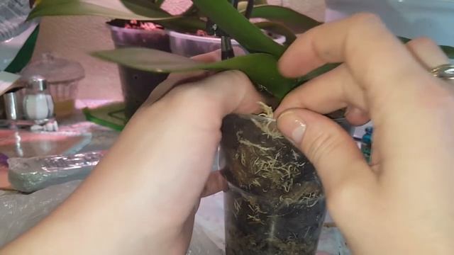 Реанимация орхидеи в закрытой системе от А до Я смотреть онлайн