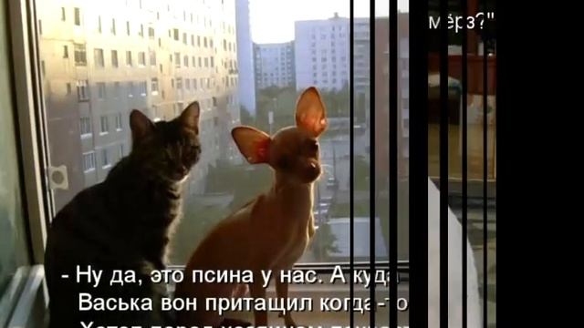 2 Веселые картинки для поднятия настроения смотреть онлайн