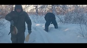 капкан на волка