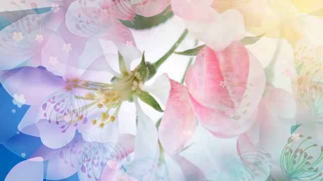 Футаж Apple Blossoms 3 HD смотреть онлайн