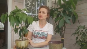 ДРАЦЕНА СУРКУЛОЗА