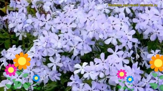 Флокс растопыренный Ароматные облака. Краткий обзор, описание phlox divaricata Clouds of Perfume смотреть онлайн