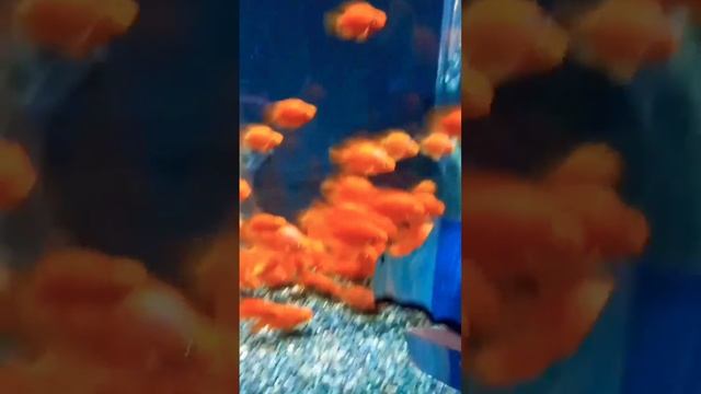 Золотые рыбки ?