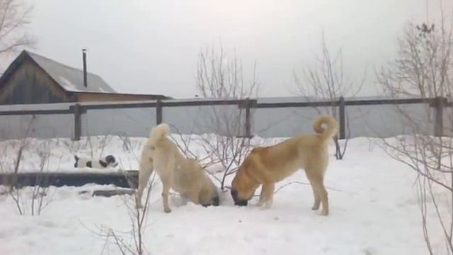 С Северного Урала 2014 02 28 смотреть онлайн