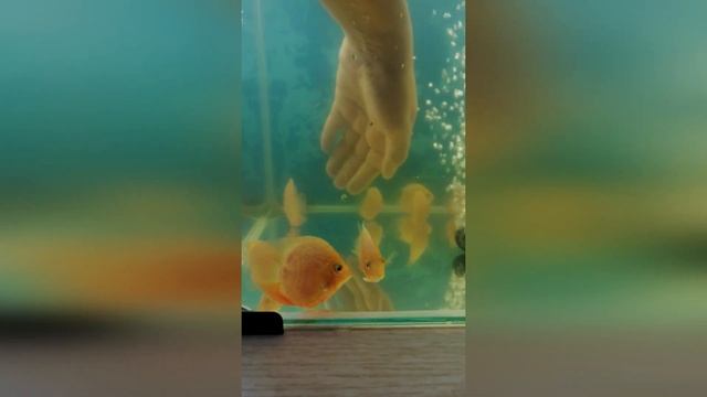 Подрастающие мальки. (Северумы красный жемчуг. Часть 2. ) #решисьивоплощай смотреть онлайн