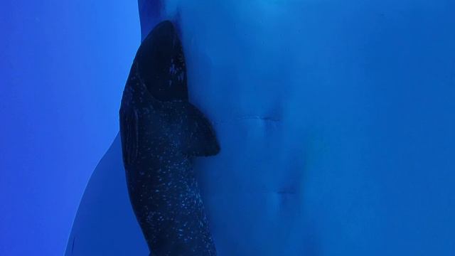 Паразитические копеподы на прилипале Remora remora, остров Рока Партида, восточная Пацифика смотреть онлайн