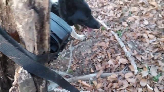 Новости с солонца. Коровы уничтожили солонец.