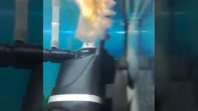 Уход за рыбками гуппи ?? смотреть онлайн
