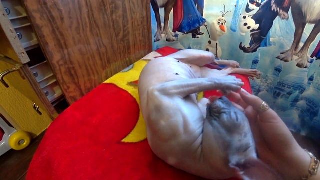 #НОРИЛЬСК/ ЗНАКОМЬТЕСЬ!....ФЕЛИКС!/ НОВЫЙ ПИТОМЕЦ В ДОМЕ смотреть онлайн