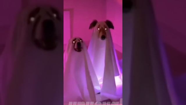 Эдит Бордел колли😍❤ , эй я что то не понял а где актив? ) 🖤 смотреть онлайн