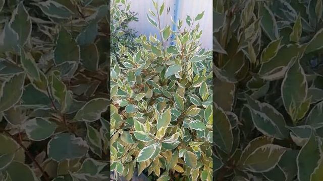 Дерен Элегантиссима. ЛПХ "Хочу свой сад" смотреть онлайн