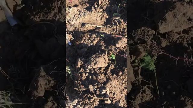 Опять копаем батат смотреть онлайн