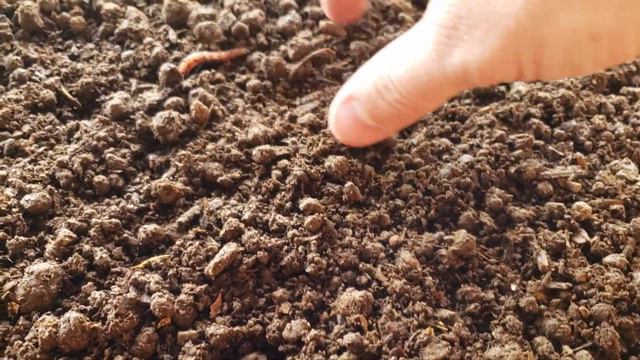 Worm Farm Update: What We Feed Our Worms смотреть онлайн