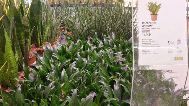 Отдел цветов в Икеа. Красивые комнатные растения. смотреть онлайн