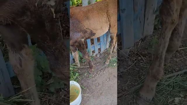 😭😭😭маленького жеребенка порвали волки или шакалы😭😭😭 смотреть онлайн