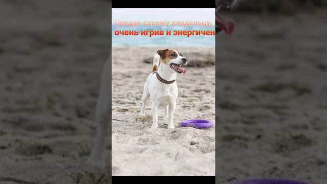 Факты о породе Джек-Рассел-Терьер))) смотреть онлайн