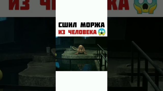 Сшил моржа из человека. Название смотреть онлайн