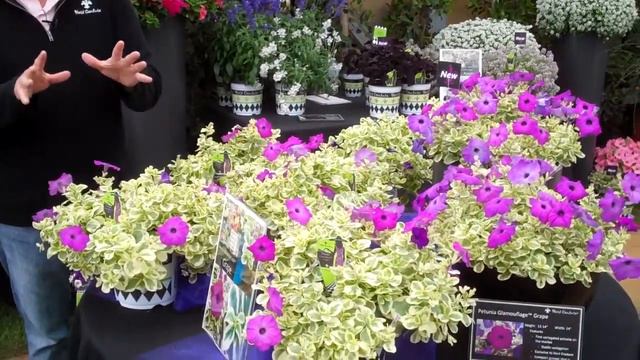 Petunia GLAMOUFLAGE Grape смотреть онлайн