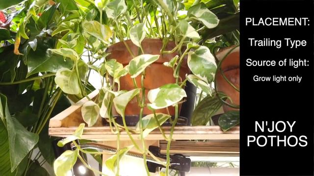HOW TO GROW MASSIVE & BUSHY POTHOS?