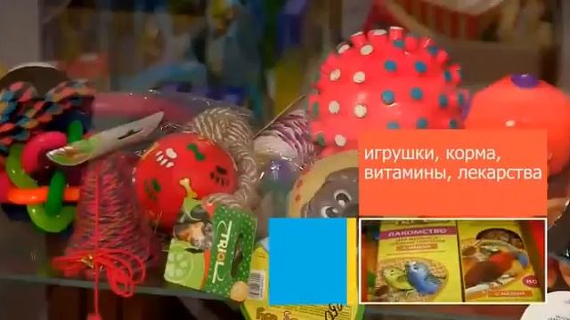 Зоомаркет Какаду в Шымкенте смотреть онлайн