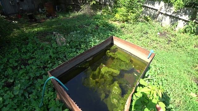 ВОЛОСЫ ВСТАЛИ ДЫБОМ КОГДА Я СДЕЛАЛ ТЕСТЫ ВОДОПРОВОДНОЙ ВОДЫ. Fadenalgen im Teich. смотреть онлайн