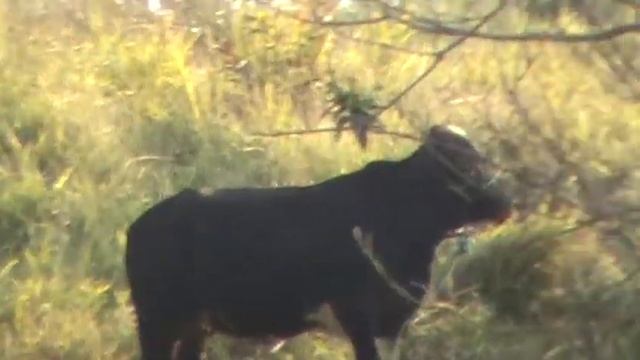 Outro zoom da dcr-sr80. Filmando a vaquinha e o teozinho na lagoa смотреть онлайн