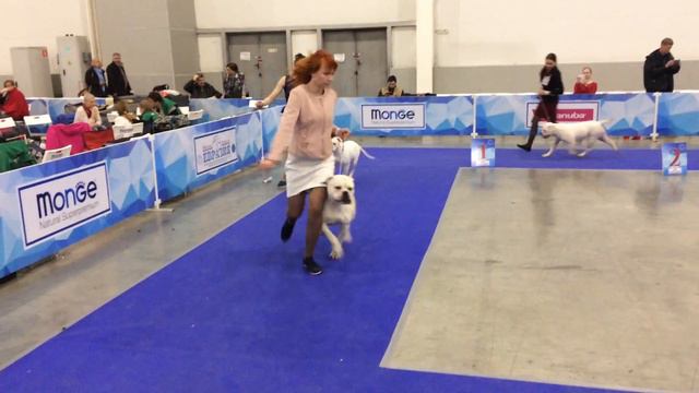 сравнение на лпп евразия 19.03.2017 американский бульдог смотреть онлайн