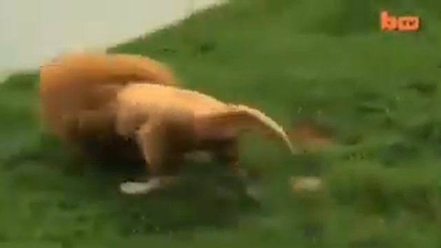 Я - ЛЕВ! Царь зве.... О, мячик... ))) смотреть онлайн