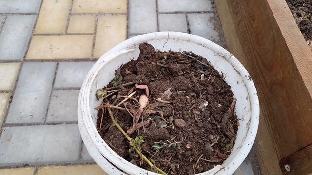 Успейте внести это удобрение под смородину до конца сентября и урожай в 2021 году завалит!!! смотреть онлайн