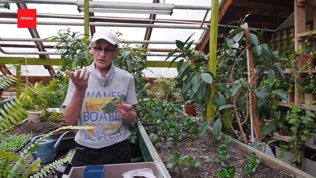 Джентльмен у дачи: как выбрать корнишоны? смотреть онлайн