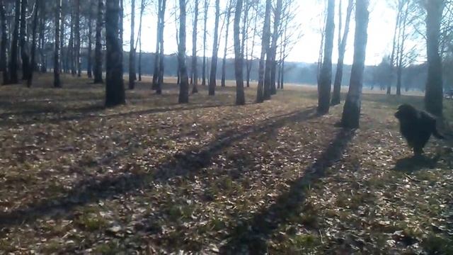 Чуи Ховаварт. смотреть онлайн