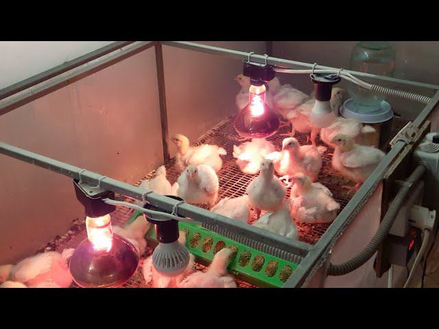 Цыплята Кобб 500 Утренний эфир 15 дня Растут мясные колобки смотреть онлайн