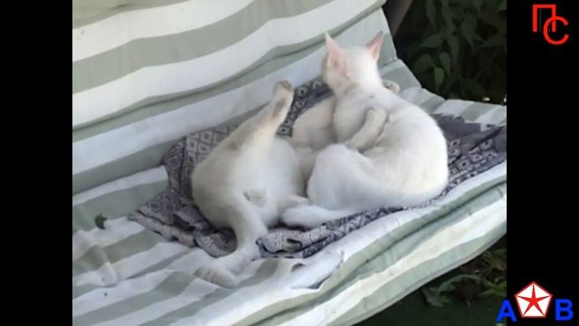 Смешные приколы с Котами.