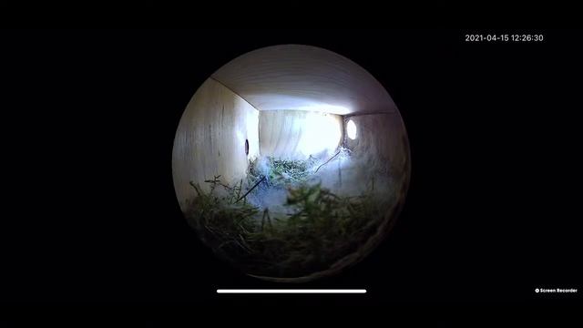 Live Камера в скворешнике у синиц